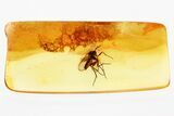 Detailed Fossil Fungus Gnat (Mycetophilidae) In Baltic Amber #346657-1